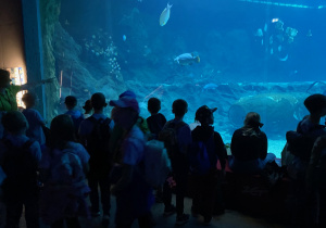 Uczniowie ogladają płaszczy i rekiny przed wielkim akwarium.