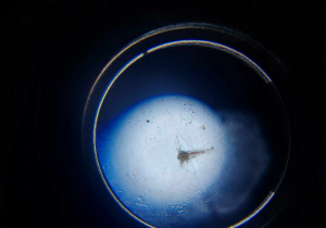 obraz mikroskopowy-artemia