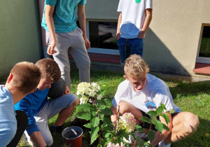 uczniowie posadzili hortensję na terenie szkoły