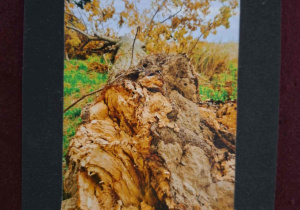 zdjęcie - przewrócony konar drzewa