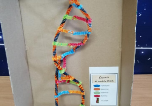 Model DNA w wykonaniu Z. Kunert 8d