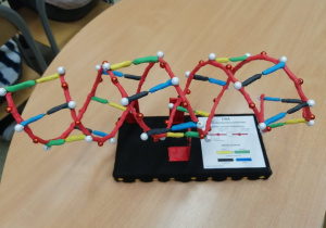 Model DNA w wykonaniu G. Frątczaka 8d