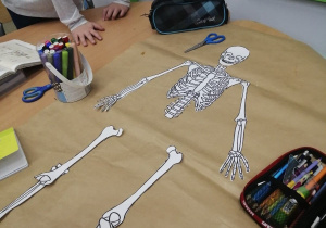 praca uczniów przy wycinaniu poszczególnych elementów układu szkieletowego