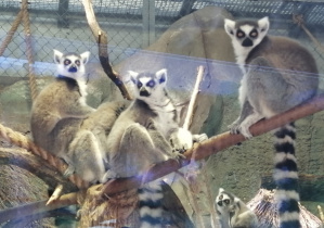 Lemury widoczne w klatce