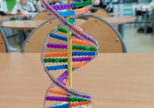 Model DNA wykonany z koralików