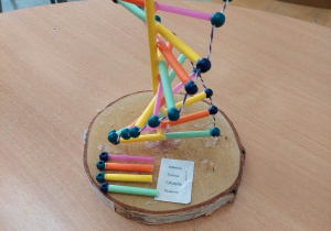 Model DNA wykonany z rurek