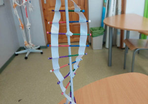 Model DNA wykonany z papieru