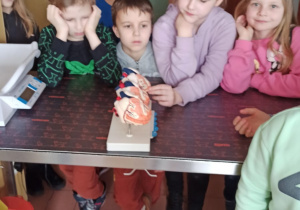 Uczniowie olądają modele różnych narządów.