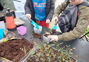 uczniowie w trakcie sadzenia roslin do pojemniczków.